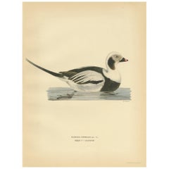 Antique Bird Print of a Male Long-Tailed Duck by Von Wright '1929'