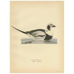 Grabado antiguo de aves de un pato macho de cola larga por Von Wright '1929'