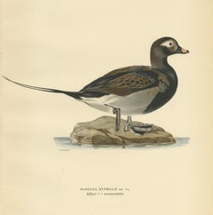 Antique Bird Print of a Male Long-Tailed Duck 'in summer' by Von Wright '1929'