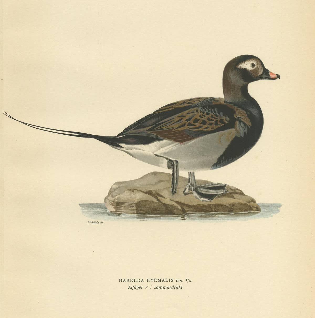 Antique Bird Print of a Male Long-Tailed Duck 'in summer' by Von Wright '1929'