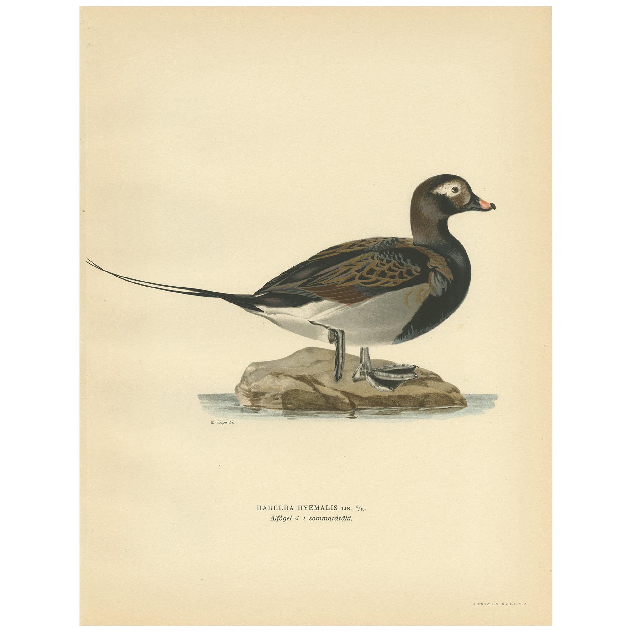 Antique Bird Print of a Male Long-Tailed Duck 'in summer' by Von Wright '1929'