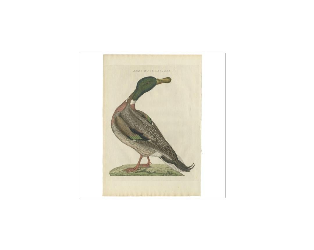 Antique print titled 'Anas Boschas, Mas'. The mallard (Anas platyrhynchos) is a dabbling duck that breeds throughout the temperate and subtropical Americas, Eurasia, and North Africa and has been introduced to New Zealand, Australia, Peru, Brazil,