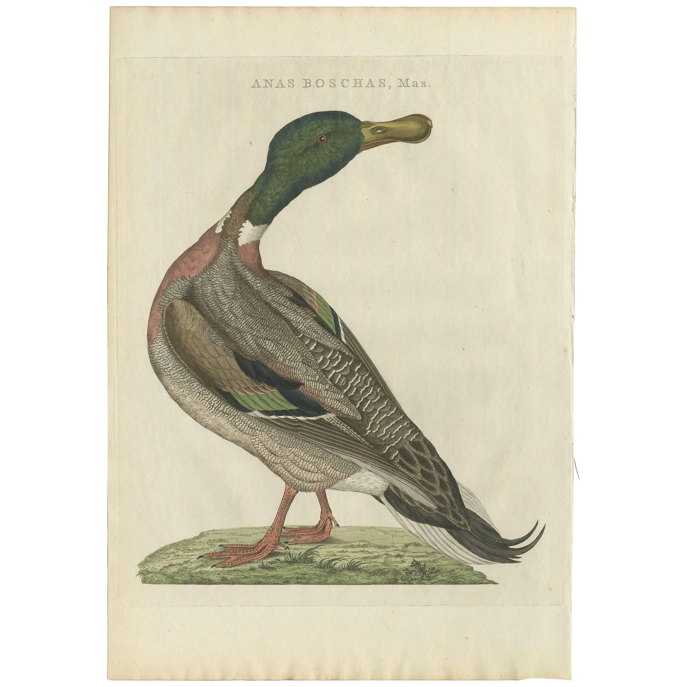 Antiker Vogeldruck eines männlichen Mallard „Duck“ von Sepp & Nozeman, 1797