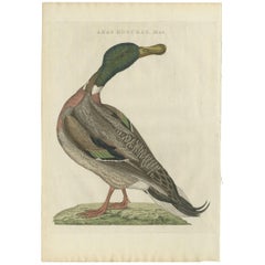 Antique Bird Print of a Male Mallard 'Duck' by Sepp & Nozeman, 1797