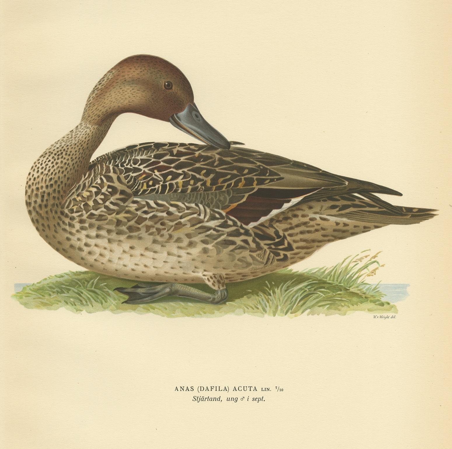 Antique bird print titled 'Anas (Dafila) Acuta'. Old bird print depicting a male northern pintail. This print originates from 'Svenska Foglar Efter Naturen Och Pa Stenritade' by Magnus von Wright.