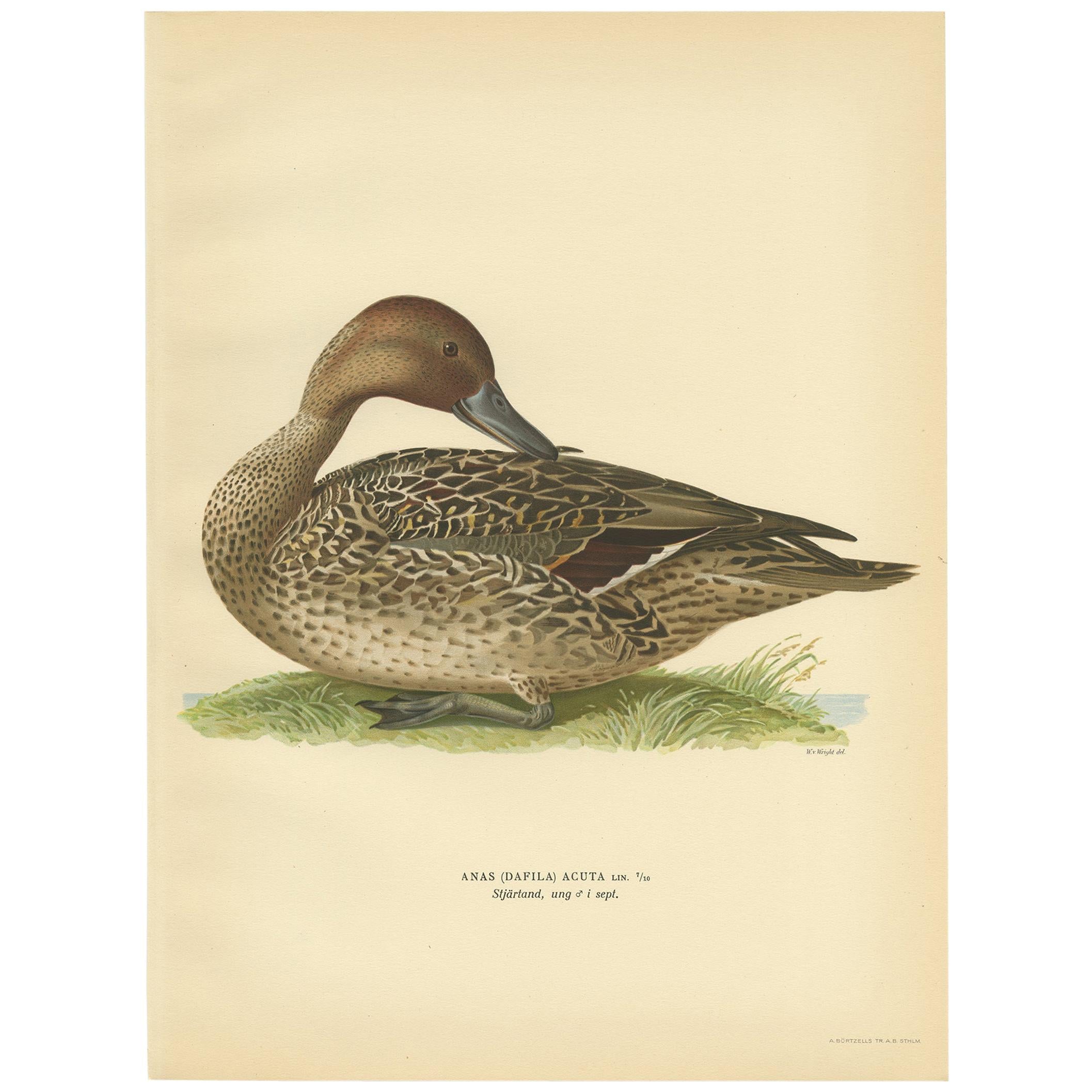 Antique Bird Print of a Male Northern Pintail by Von Wright '1929' For Sale