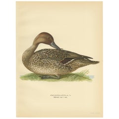 Antiker Vogeldruck eines männlichen nördlichen Pintails von Wright aus dem Jahr 1929