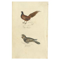 Antiker antiker Vogeldruck eines männlichen Fasanen und Nachtschranks von Mudie, 1835