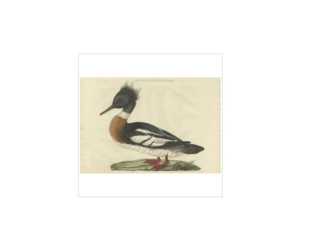 Antique print titled 'Mergus Serrator, Mas'. 

The red-breasted merganser (Mergus serrator) is a diving duck, one of the sawbills. The genus name is a Latin word used by Pliny and other Roman authors to refer to an unspecified waterbird, and