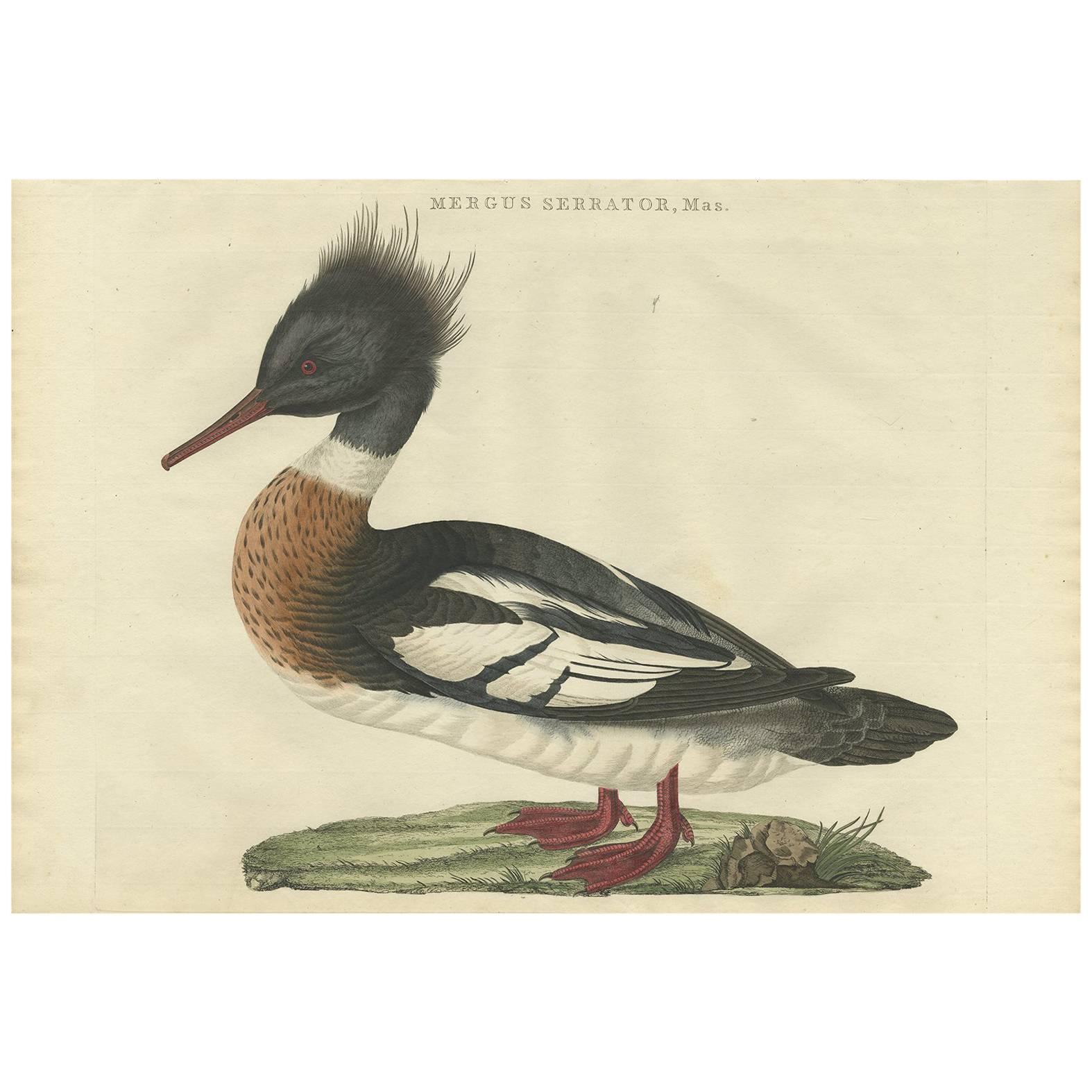 Antique Bird Print of a Male Red-Breasted Merganser by Sepp & Nozeman, 1797