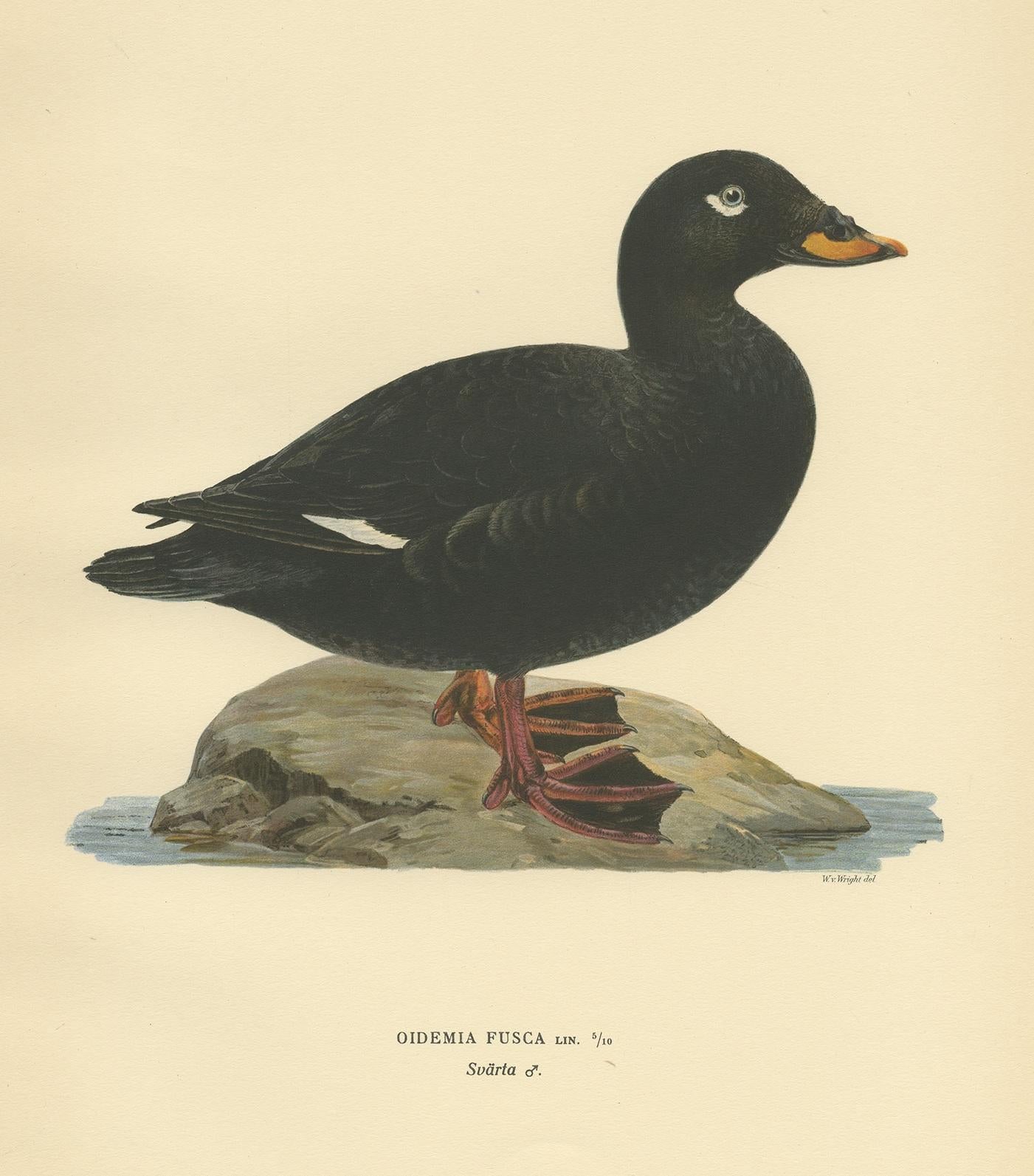 Antique Bird Print of a Male Velvet Scoter by Von Wright '1929' In Good Condition For Sale In Langweer, NL