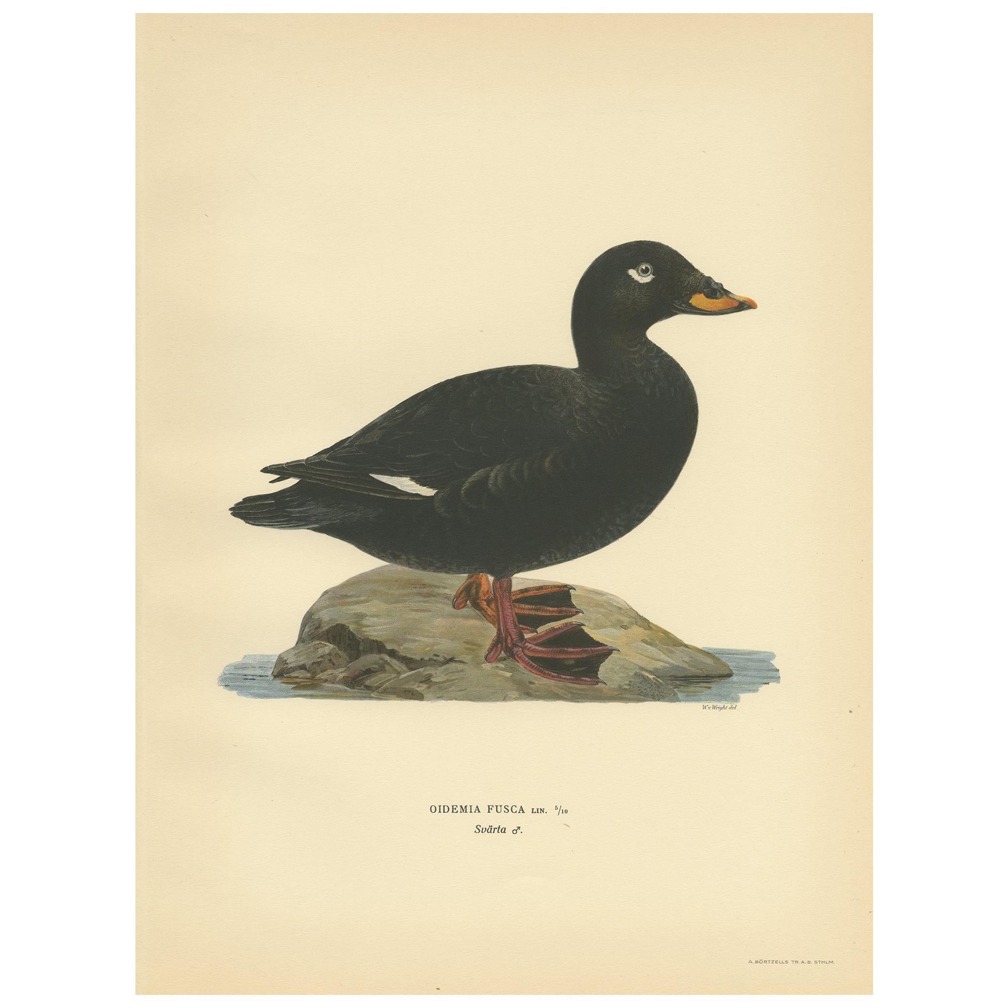 Antique Bird Print of a Male Velvet Scoter by Von Wright '1929' For Sale