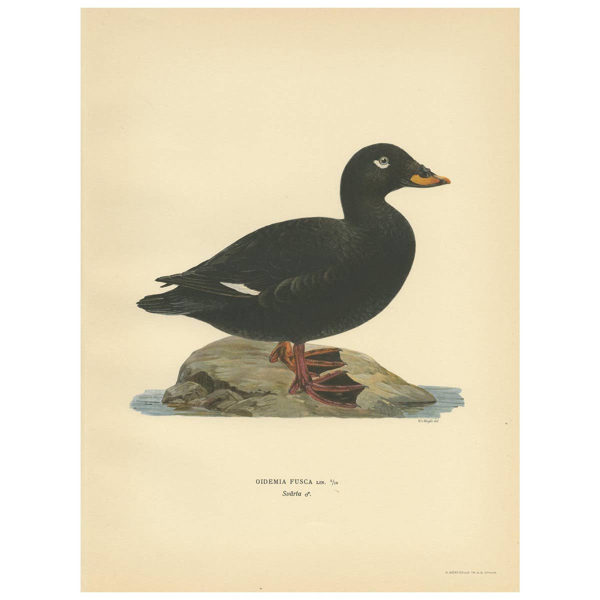 Antique Bird Print of a Male Velvet Scoter by Von Wright '1929'