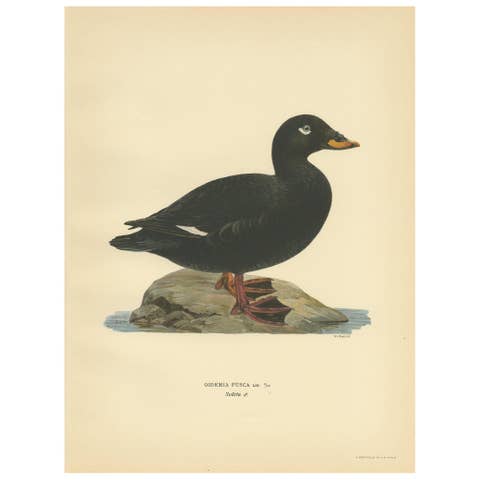 Antique Bird Print of a Male Velvet Scoter by Von Wright '1929'