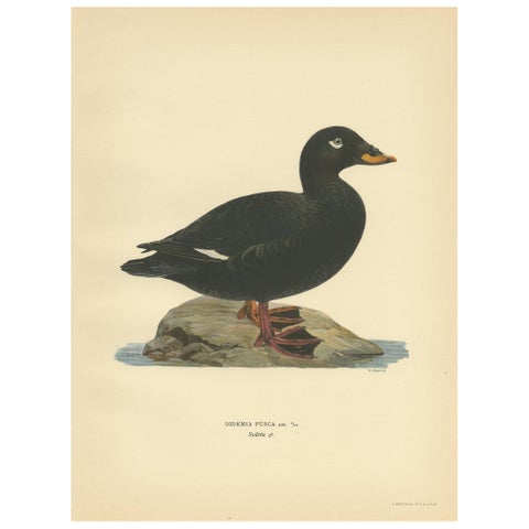 Antique Bird Print of a Male Velvet Scoter by Von Wright '1929'