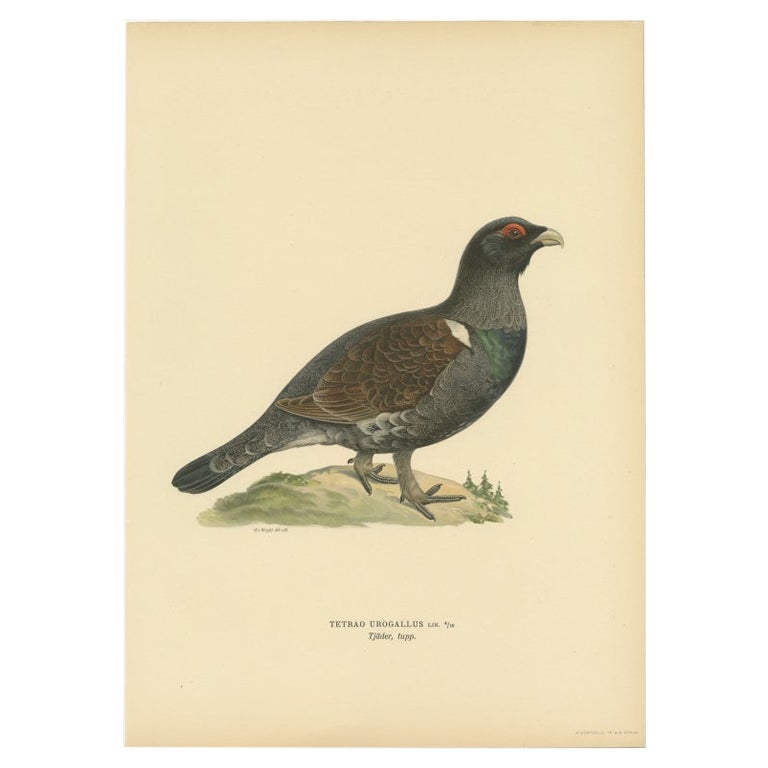 Antiker antiker Vogeldruck eines männlichen Western-Capercaillie-Vogels von Von Wright, 1929