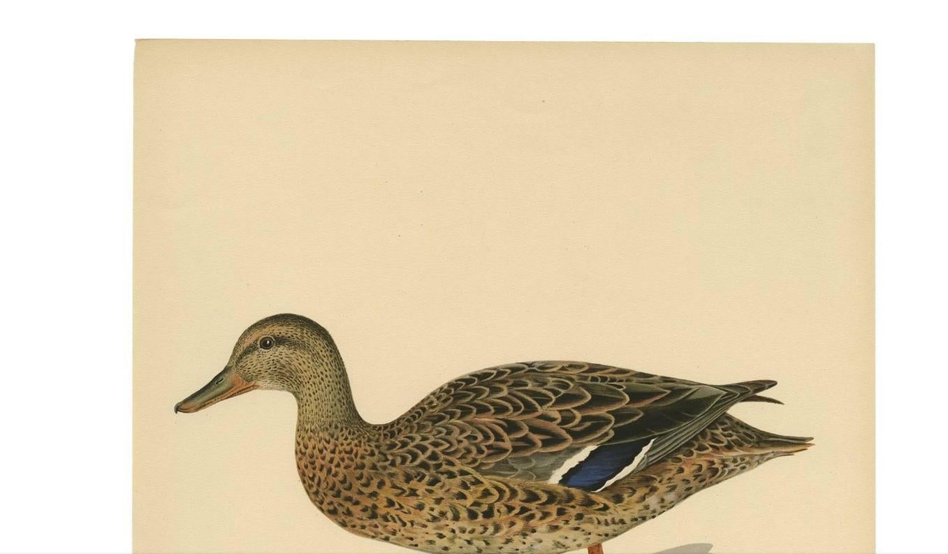 Antiker antiker Vogeldruck eines Mallard „Anas Platyrhyncha“ von M. von Wright, 1917 im Zustand „Gut“ im Angebot in Langweer, NL