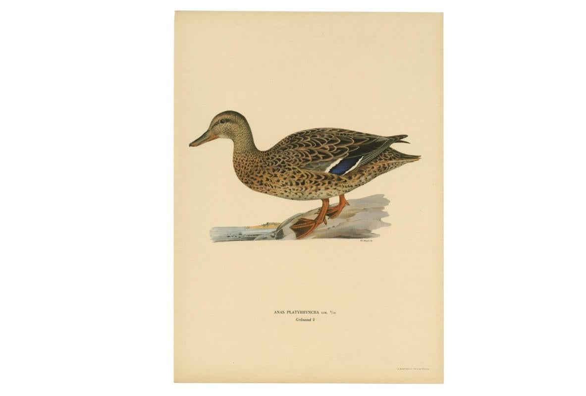 Antique Bird Print of a Mallard 'Anas Platyrhyncha' by M. von Wright, 1917 In Good Condition For Sale In Langweer, NL