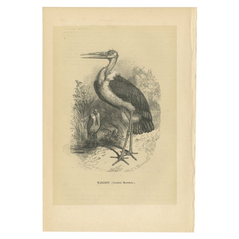 Antiker Vogeldruck mit dem Titel 'Marabu'. Originaldruck eines Marabu-Storchs. Dieser Druck stammt aus der 