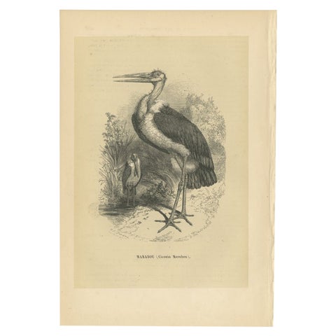 Antique Bird Print of a Marabou Stork by Le Maout, 1853