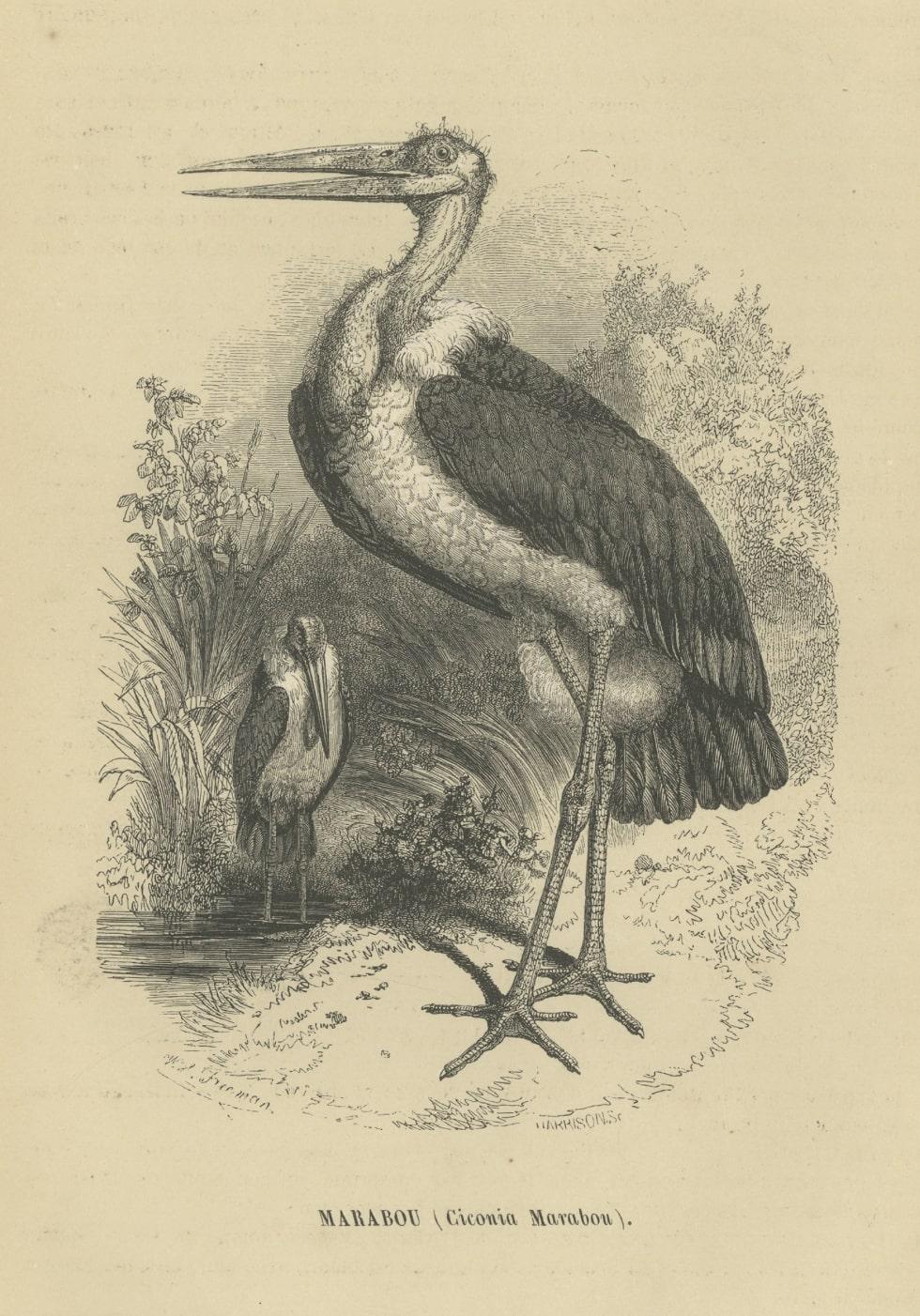 Antique Bird Print of a Marabou Stork by Le Maout, 1853
