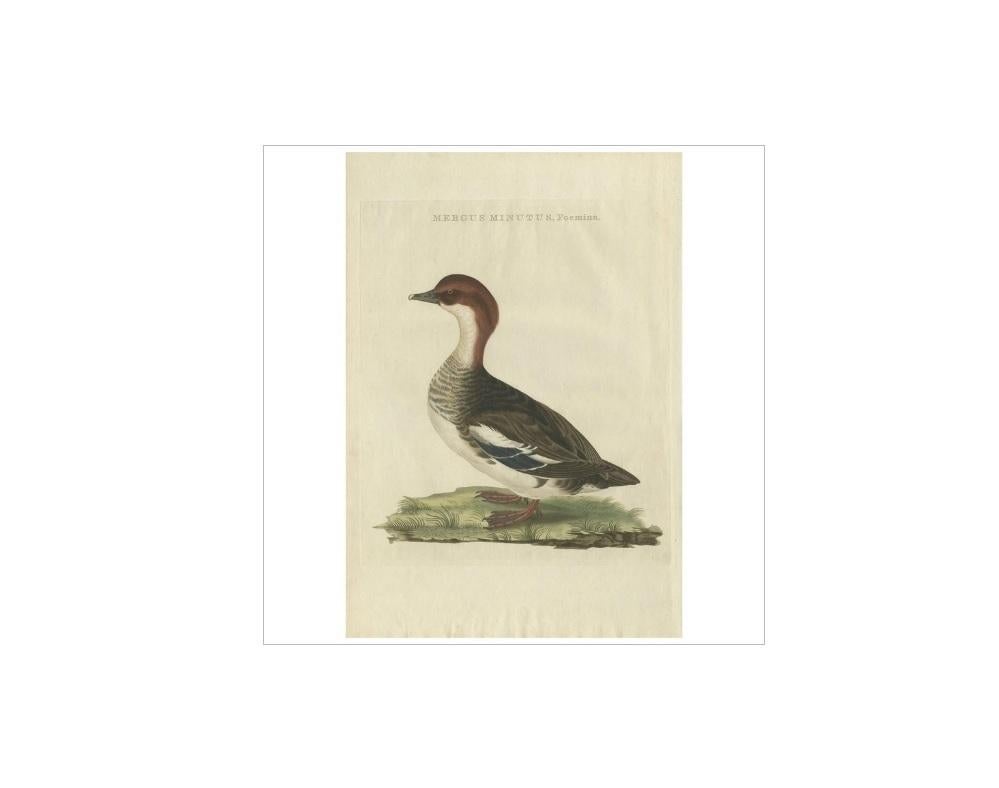 Antique print titled 'Mergus Minutus, Foemina'. This print depicts a female merganser. Mergus is the genus of the typical mergansers, fish-eating ducks in the subfamily Anatinae. The genus name is a Latin word used by Pliny and other Roman authors