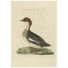 Antique Bird Print of a Merganser by Sepp & Nozeman, 1809