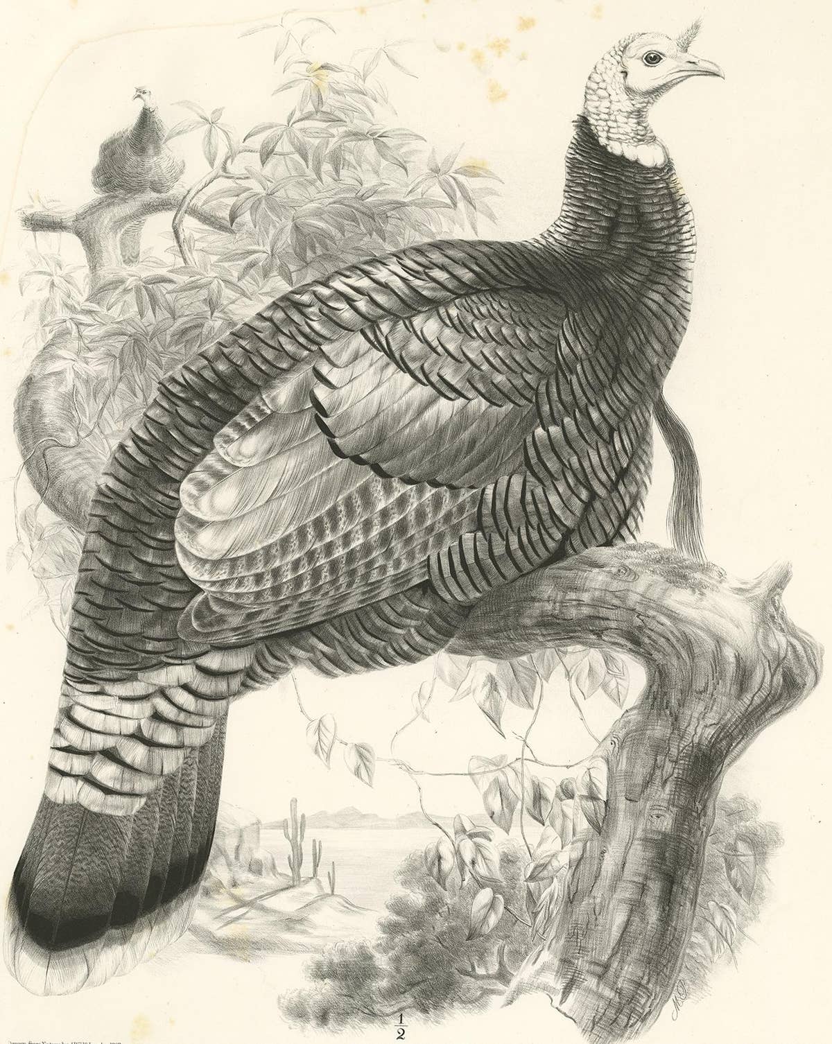 Antique Bird Print of Mexican Turkey, Lithograph, Circa 1868, Rare