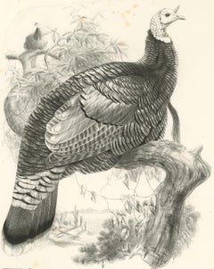 Impression oiseau ancienne d'une Turquie mexicaine réalisée d'après J. Wolf '1868'