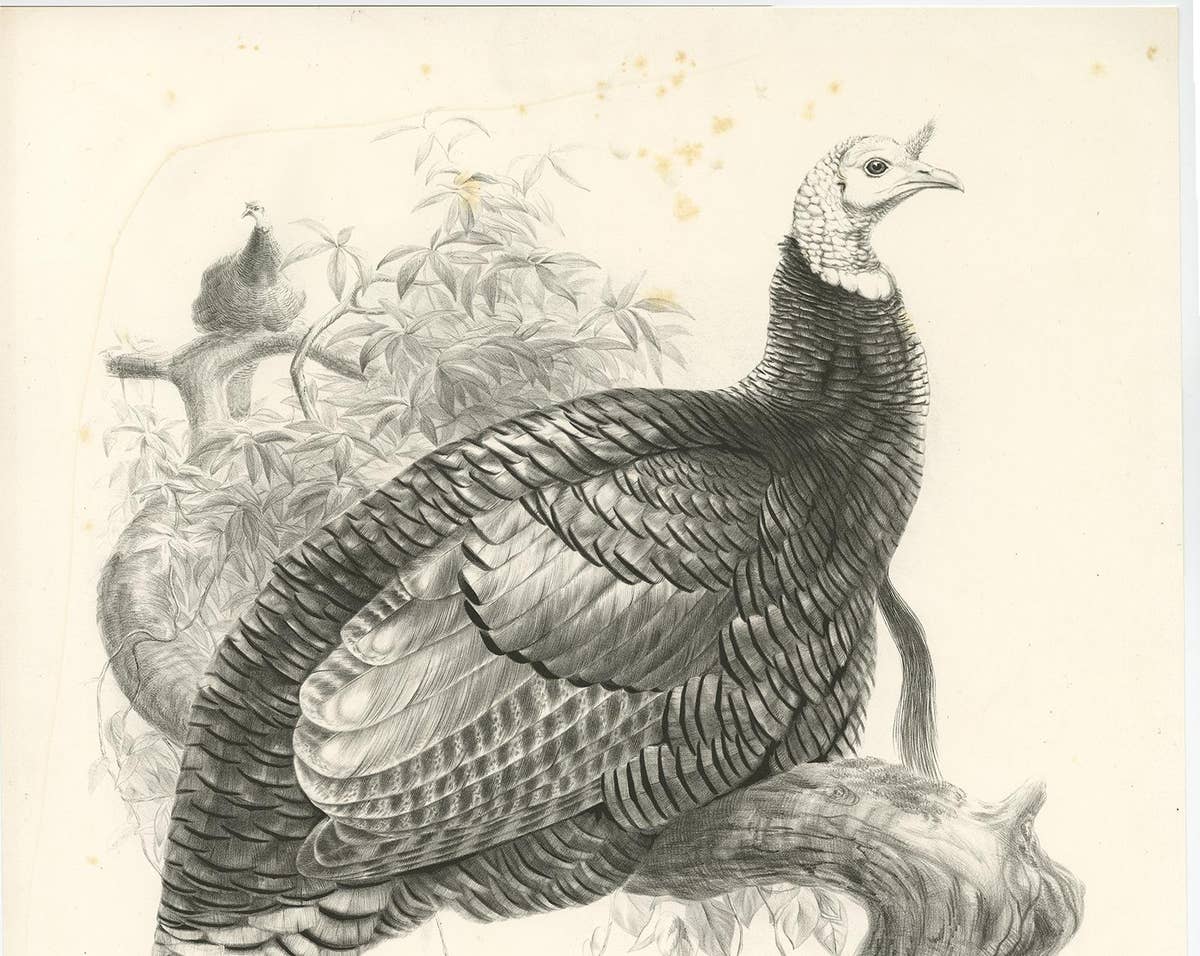 Antique Bird Print of Mexican Turkey, Lithograph, Circa 1868, Rare