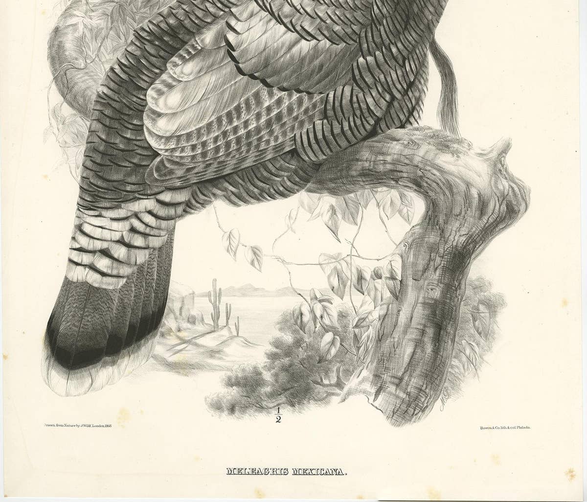Antique Bird Print of Mexican Turkey, Lithograph, Circa 1868, Rare