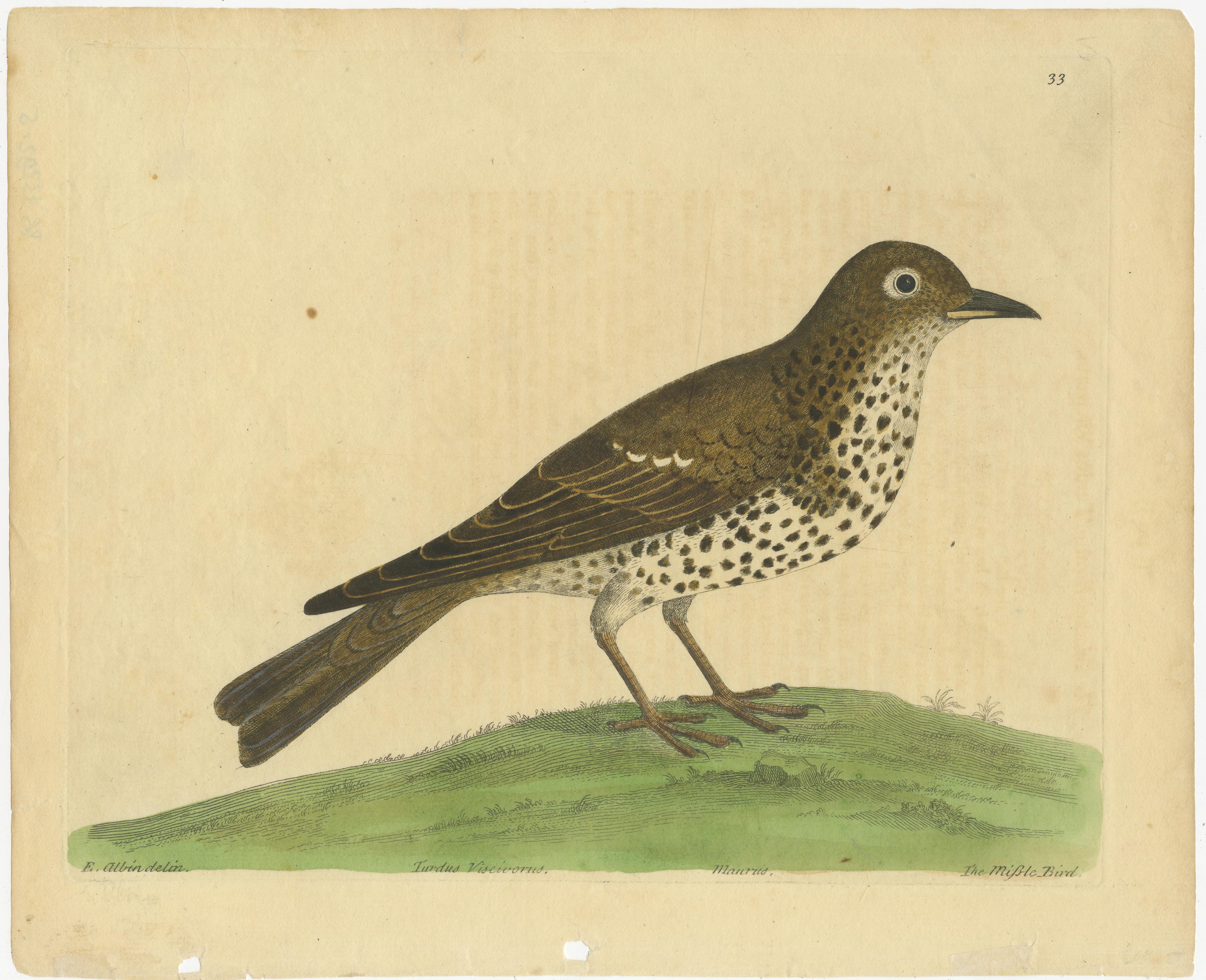 Antique bird print titled 'Turdus Viscivorus'. Original antique print of a mistle thrush. This print originates from 'A Natural History of Birds' by Eleazar Albin, published circa 1731. 

Albin was a German professional painter who settled in