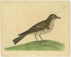 Antique Bird Print of a Mistle Thrush, circa 1731