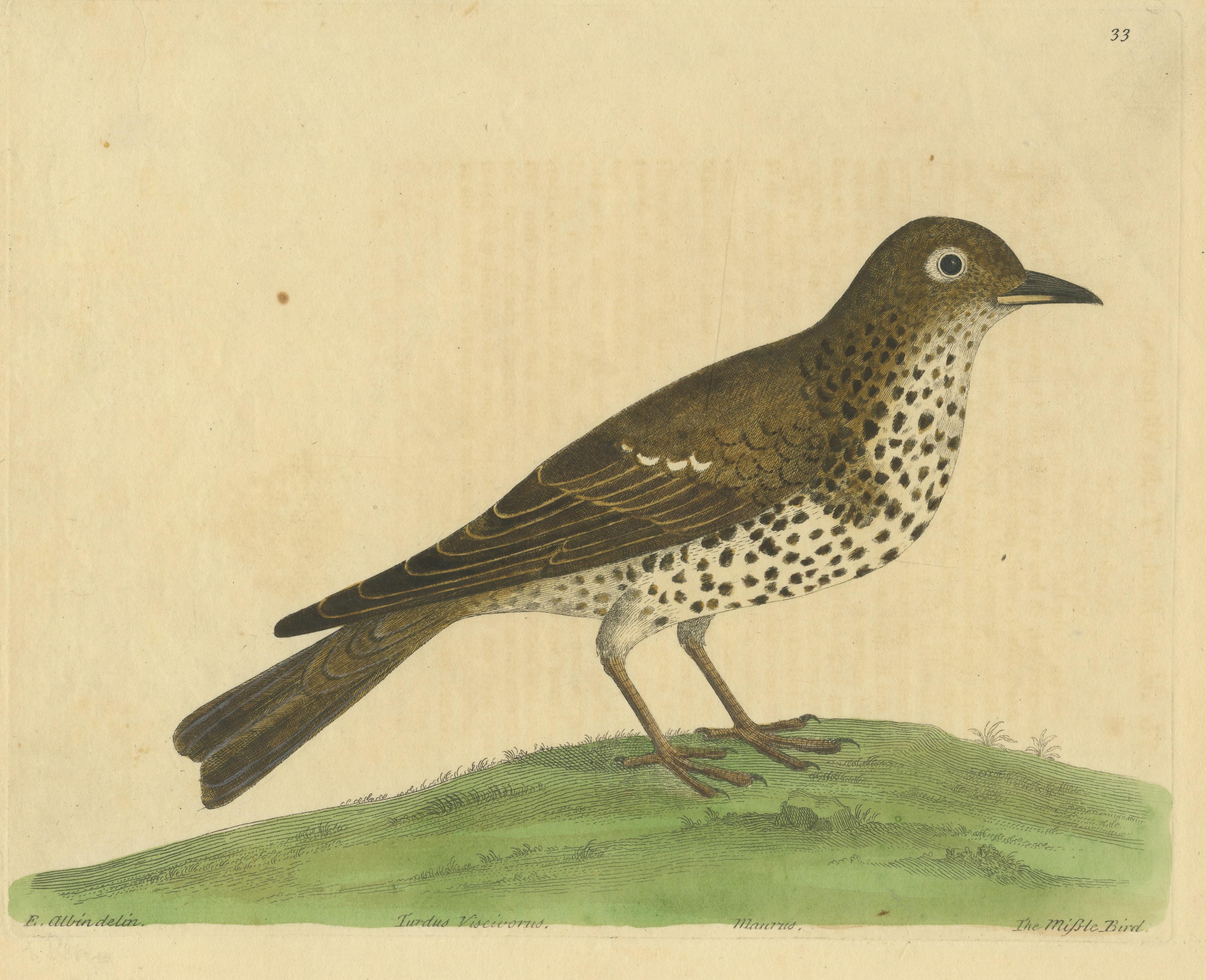 Antique Bird Print of a Mistle Thrush In Fair Condition For Sale In Langweer, NL