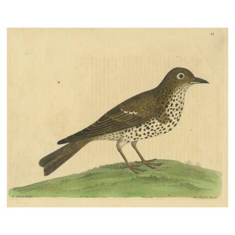 Antique Bird Print of a Mistle Thrush, circa 1731