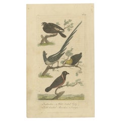 Grabado antiguo de un chotacabras y otras aves de Davenport, 1821