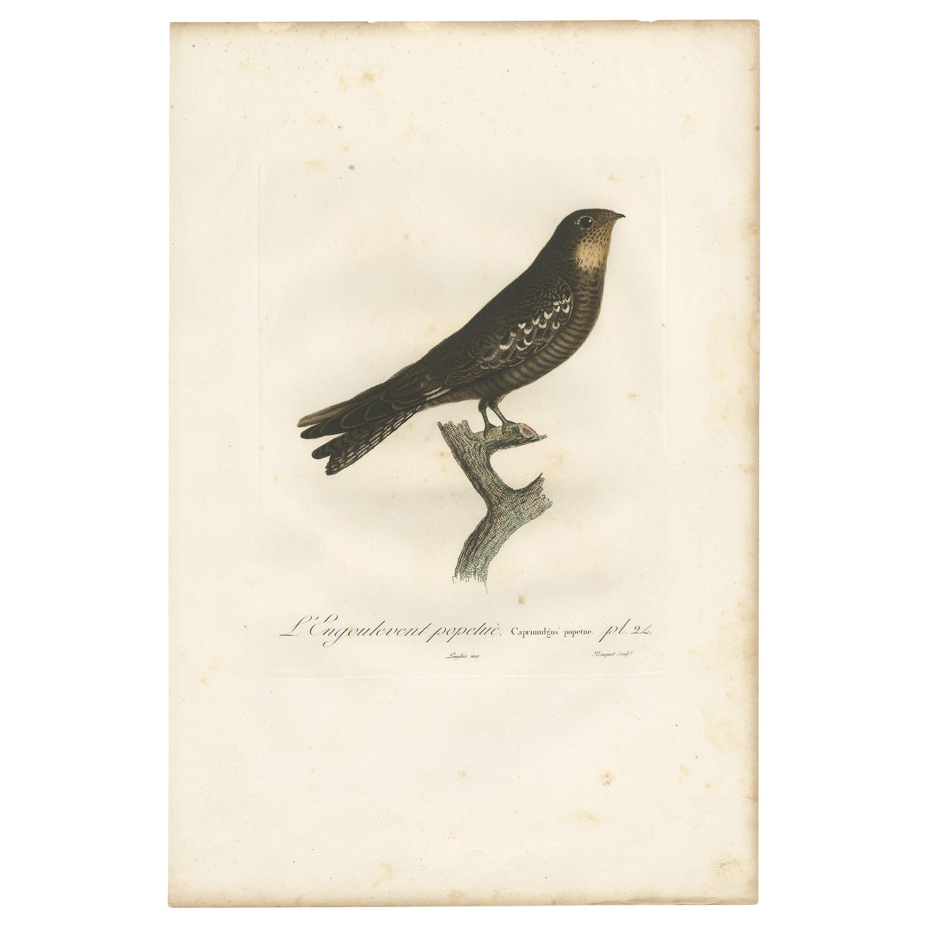 Antique Bird Print of a Nightjar by Vieillot, '1807'