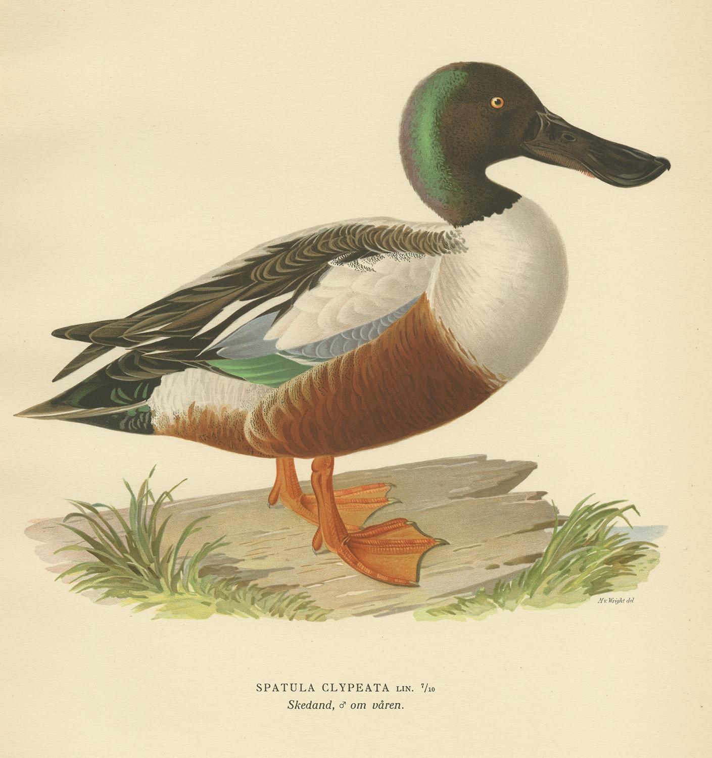 Antique Bird Print of a Northern Shoveler by Von Wright, '1929' In Good Condition In Langweer, NL