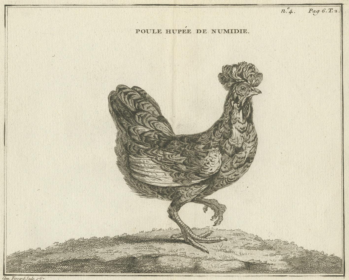 Antique print titled 'Poule hupée de Numidie'. Copper engraving of a Numidia hen. This print originates from 'Handboek der genees- en verloskunde van het vee (..)' by A. Numan. Published by R.J. Schierbeek, 1819. Engraved by C. Fessard.