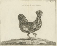 Antique Bird Print of a Numidia Hen by Fessard, 1819