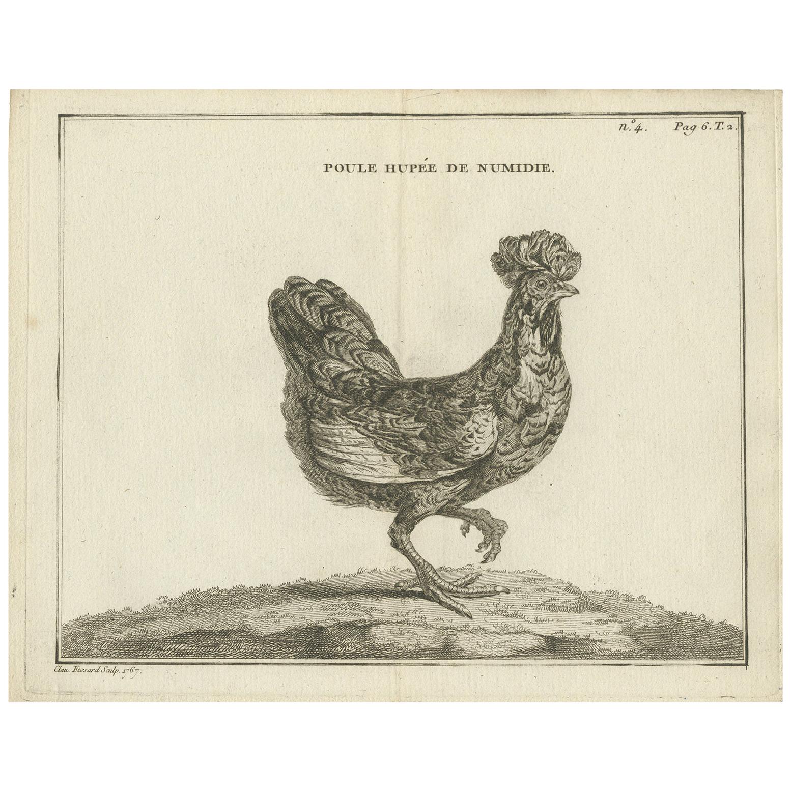 Antique Bird Print of a Numidia Hen by Fessard, 1819 For Sale