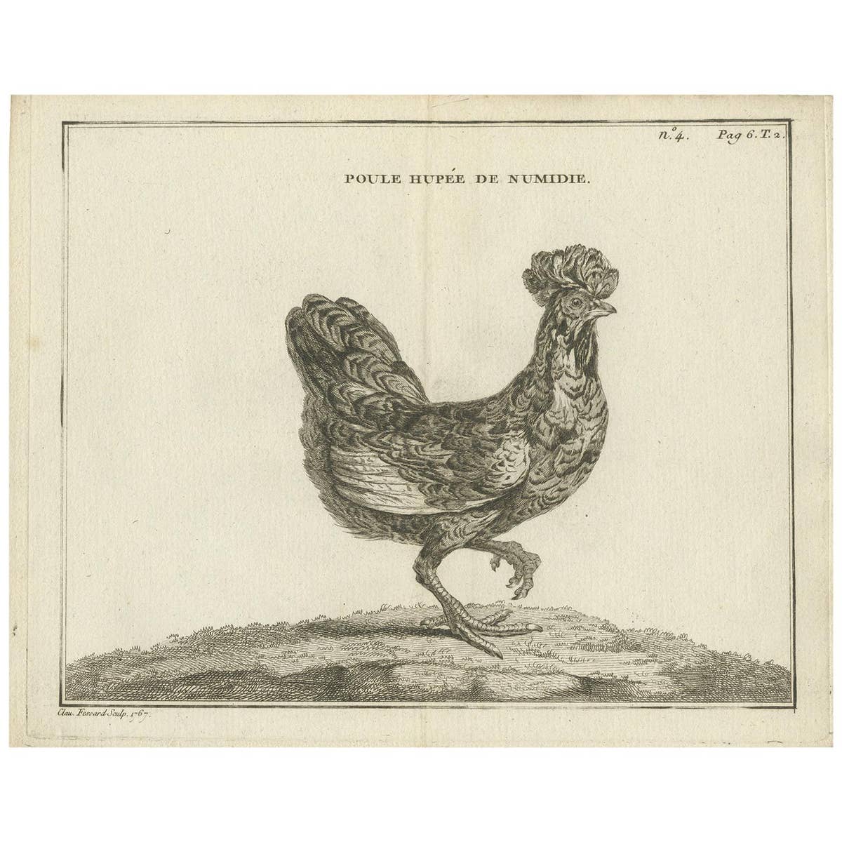 Antique Bird Print of a Numidia Hen by Fessard, 1819