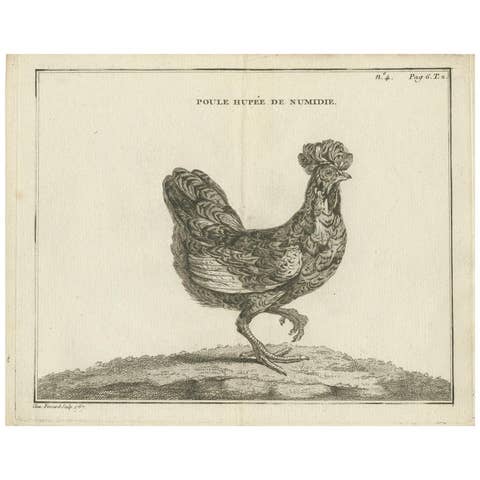 Antique Bird Print of a Numidia Hen by Fessard, 1819