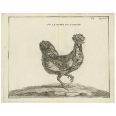 Gravure ancienne d'oiseau d'une poule Numidia par Fessard:: 1819