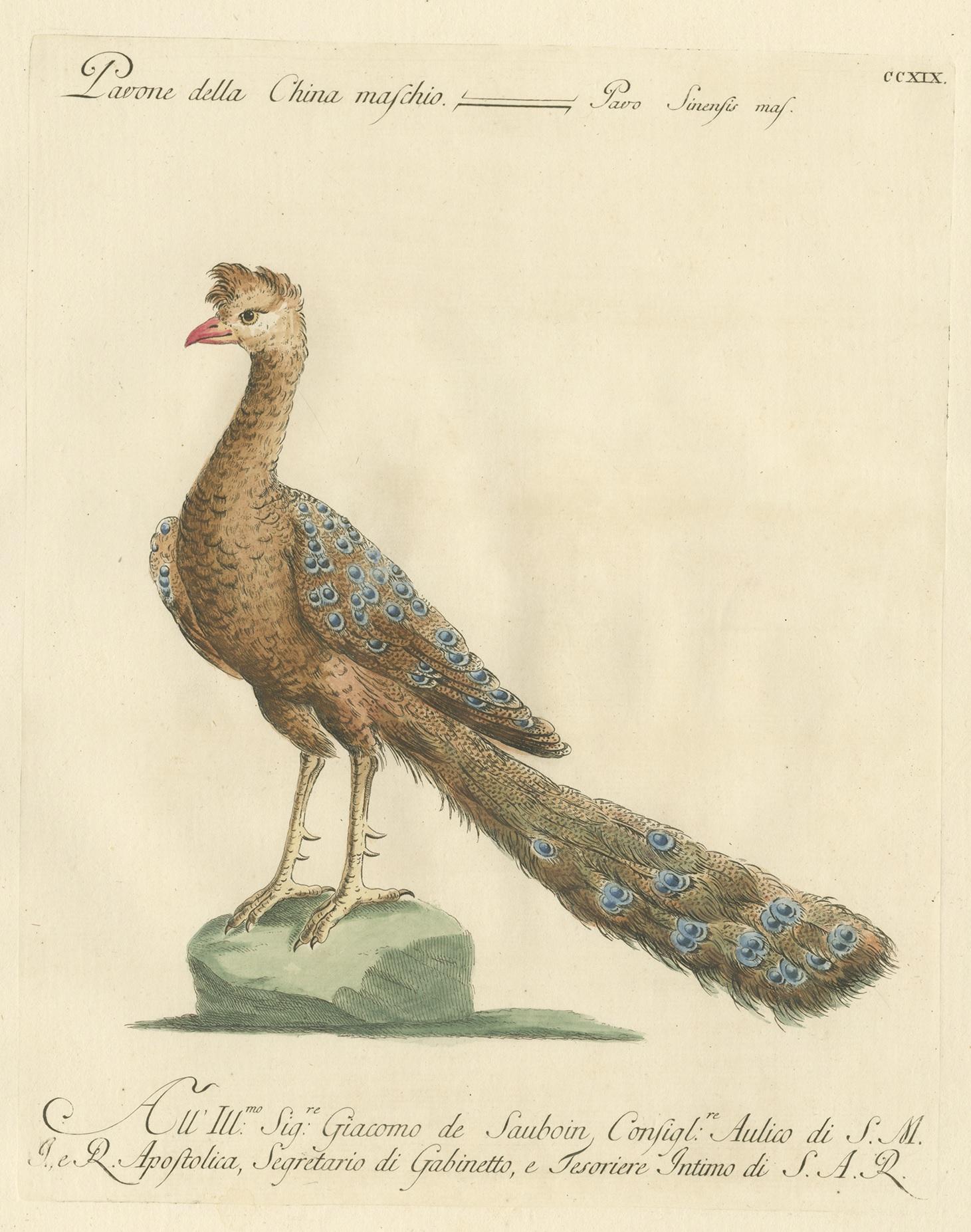 Gravure ancienne d'oiseau intitulée 