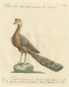 Antique Bird Print of a Peacock by Manetti, 'circa 1770'