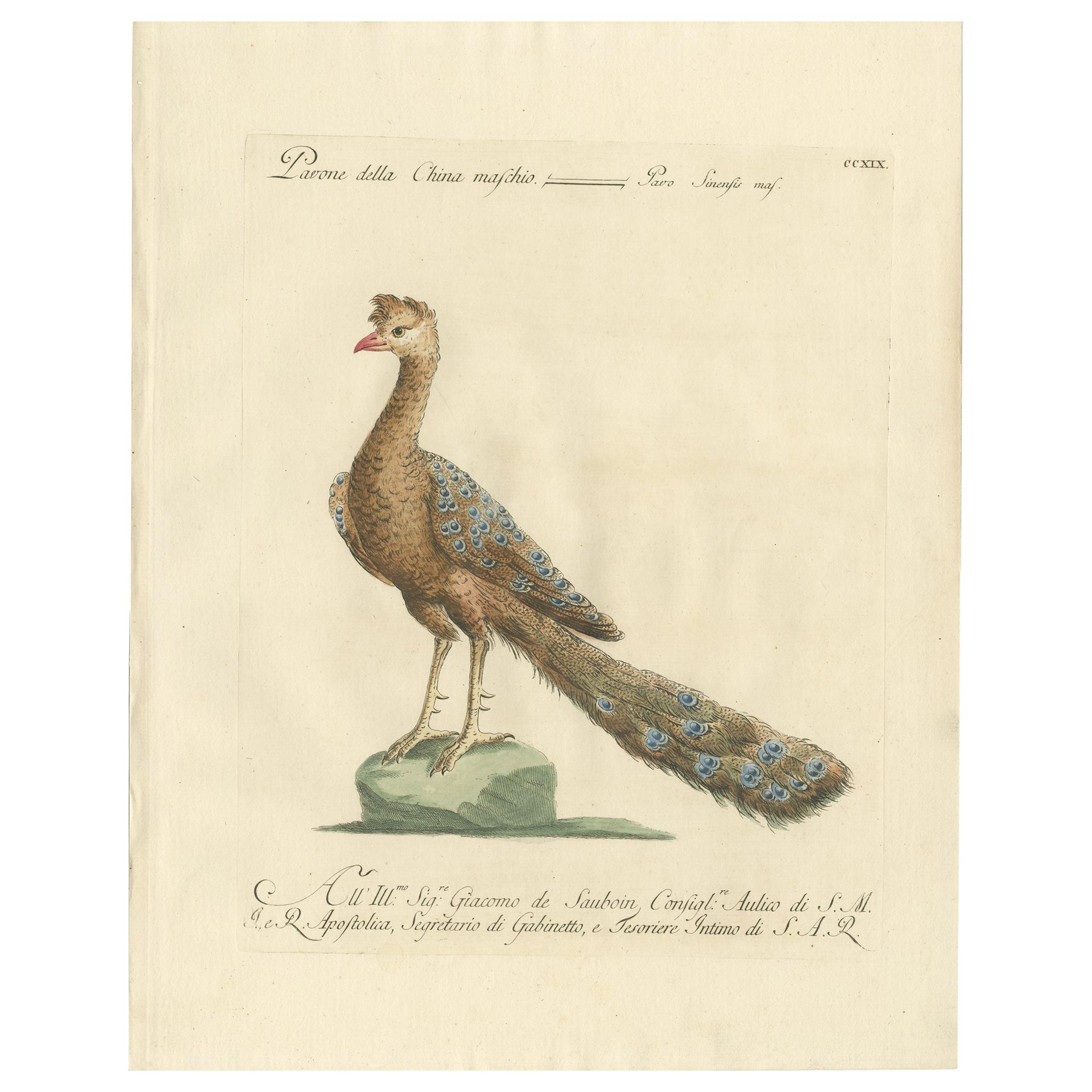 Antique Bird Print of a Peacock by Manetti, 'circa 1770'