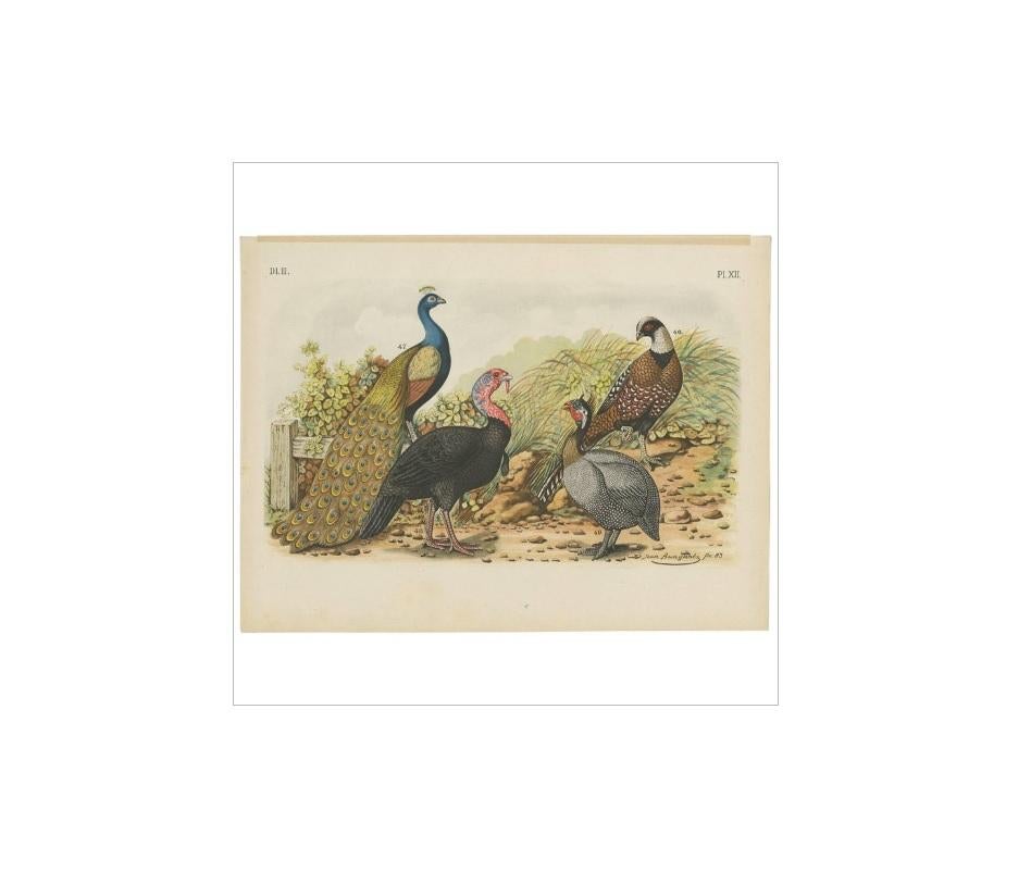Antique bird print of various birds including a peacock, turkey and pheasants. This print originates from 'De Vogelwereld. Handboek voor Liefhebbers van Kamer- en Parkvogels’ by A. Nuyens. Published by J.B. Wolters, 1886.