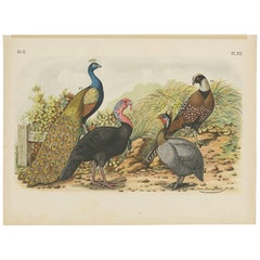 Antique Bird Print of a Peacock, Turkey and Pheasants (1886)