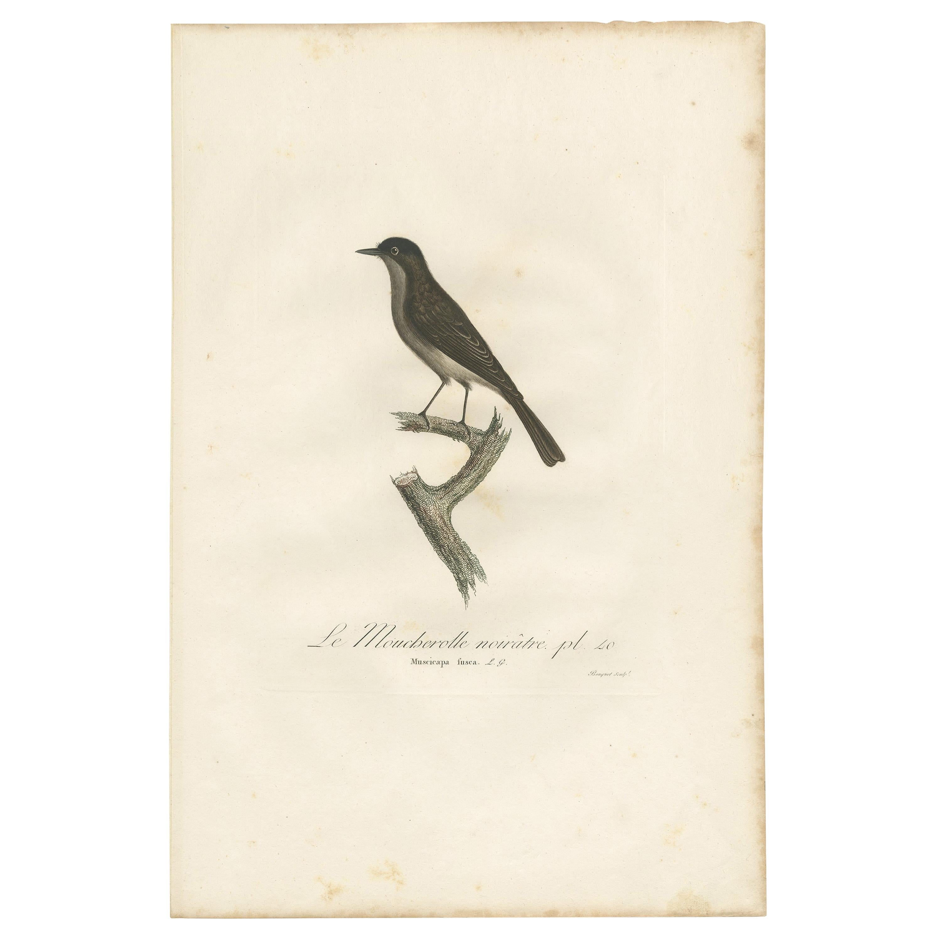 Antique bird print titled 'Le Moucherolle noirâtre'. Original antique print of a pewee flycatcher. This print originates from 'Histoire naturelle des oiseaux de l'Amérique septentrionale' by L. J. P. Vieillot. Published, 1807-1808. Engraved by